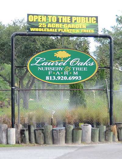 Contact Laurel Oaks Nursery Tampa 813 920 6993 Laurel Oaks