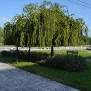 Bottlebrush tree