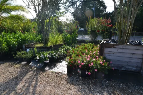 Florida native plants and trees