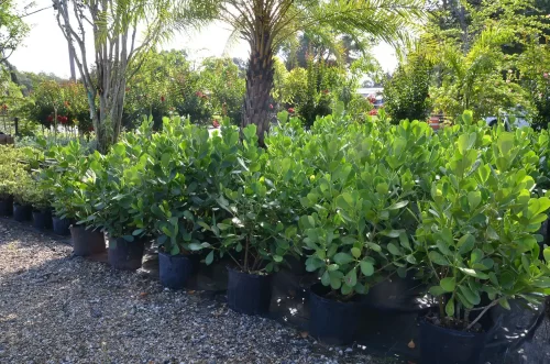 Clusia rosea (Autograph Tree)