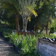 Florida native plants and trees