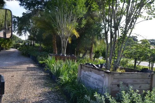 Florida native plants and trees