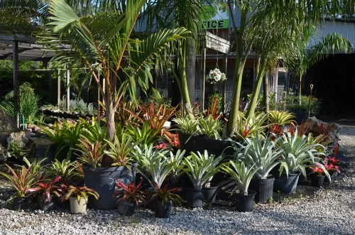 Florida native plants