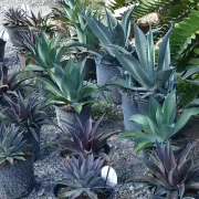 Foxtail Agave
