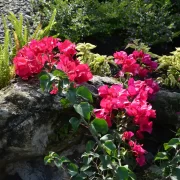Bougainvillea glabra