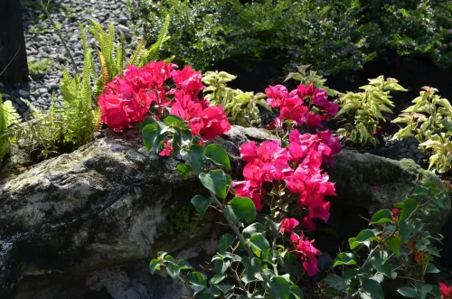 Bougainvillea glabra