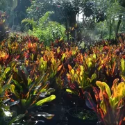 Large Crotons