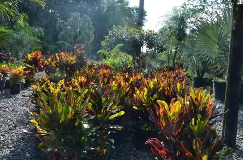 Large Crotons