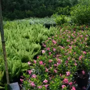 Brazilian Jasmine and Foxtail Fern