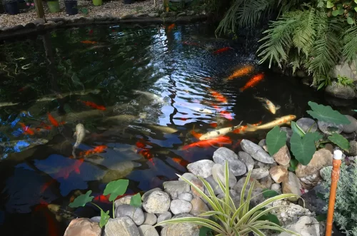Koi Pond