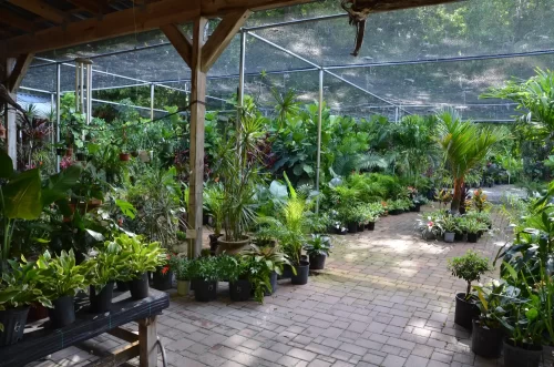 Florida native plants