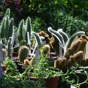Cacti and Succulents