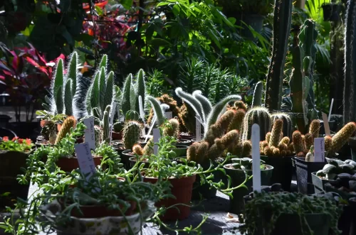 Cacti and Succulents