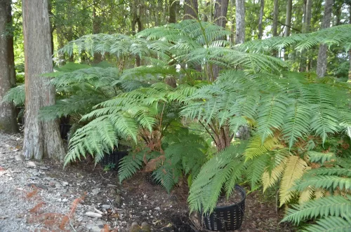 Australian Tree Ferm